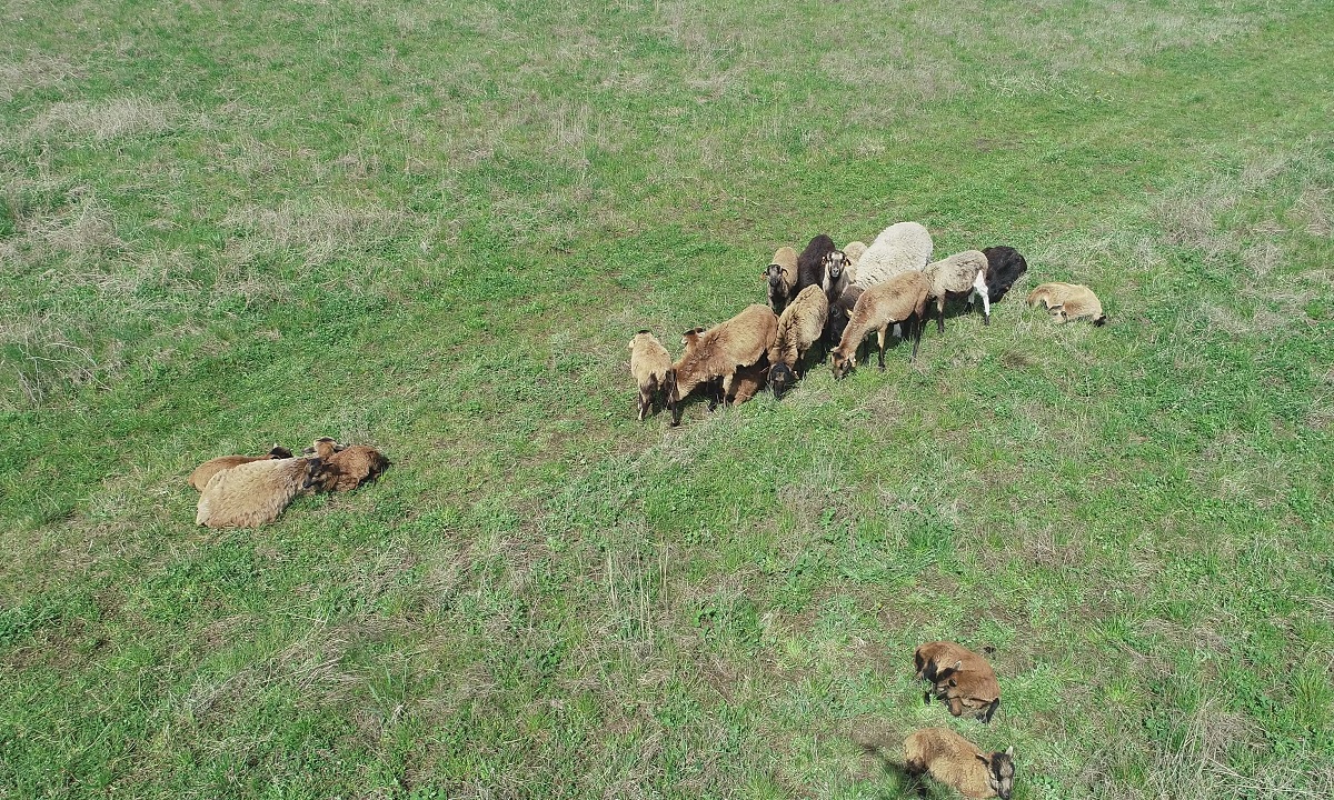 Kadr z góry - stado brązowowełniastych owiec w różnym wieku na szerokiej łące. część odpoczywa, część skubie trawę. 
