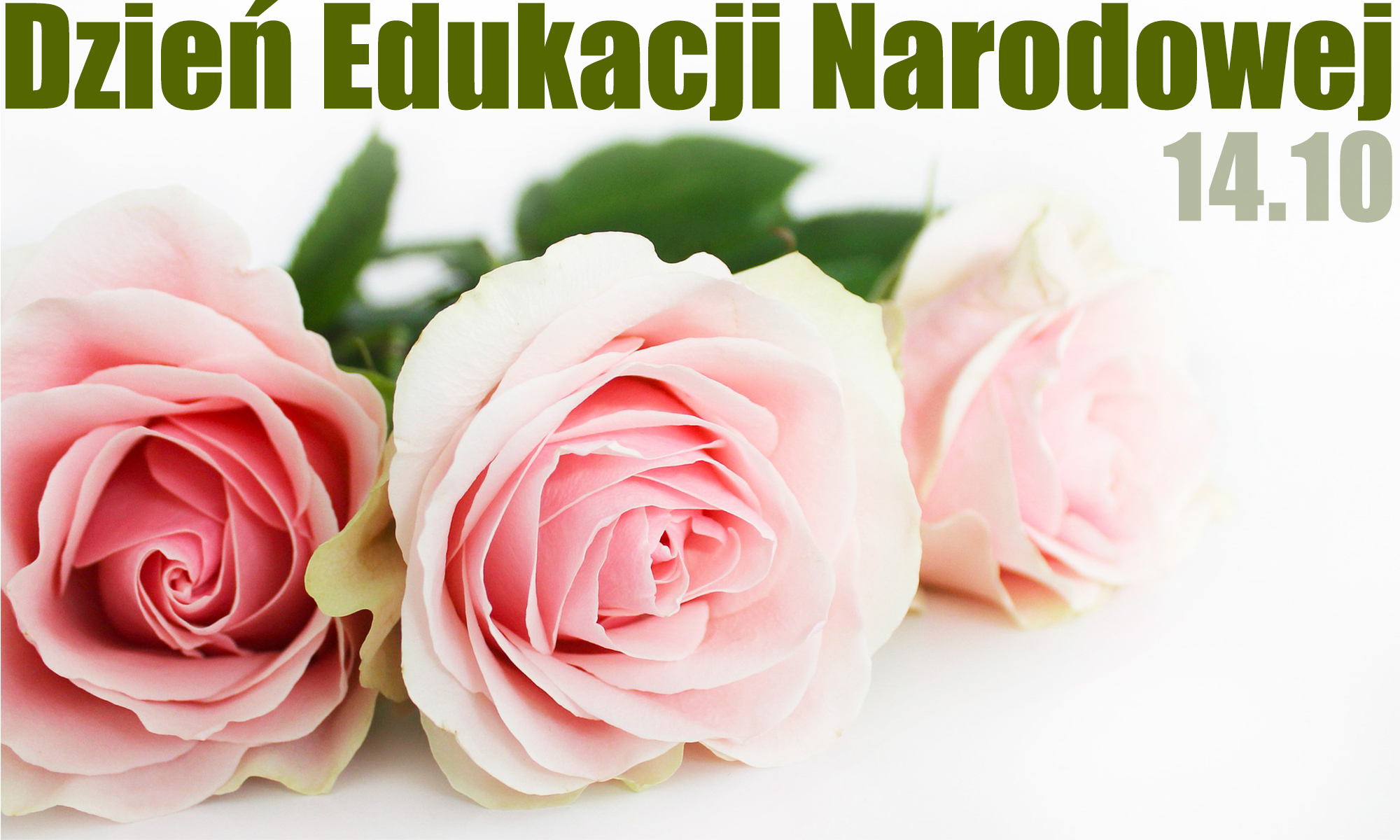 Bukiet jasnoróżowych róż, nad nim napis - Dzień Edukacji Narodowej 14.10. 