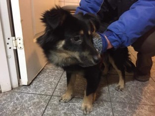 Pies znaleziony 13 marca 2018 r.