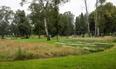 Łąka kwiatowa w Parku Miejskim w Pyskowicach